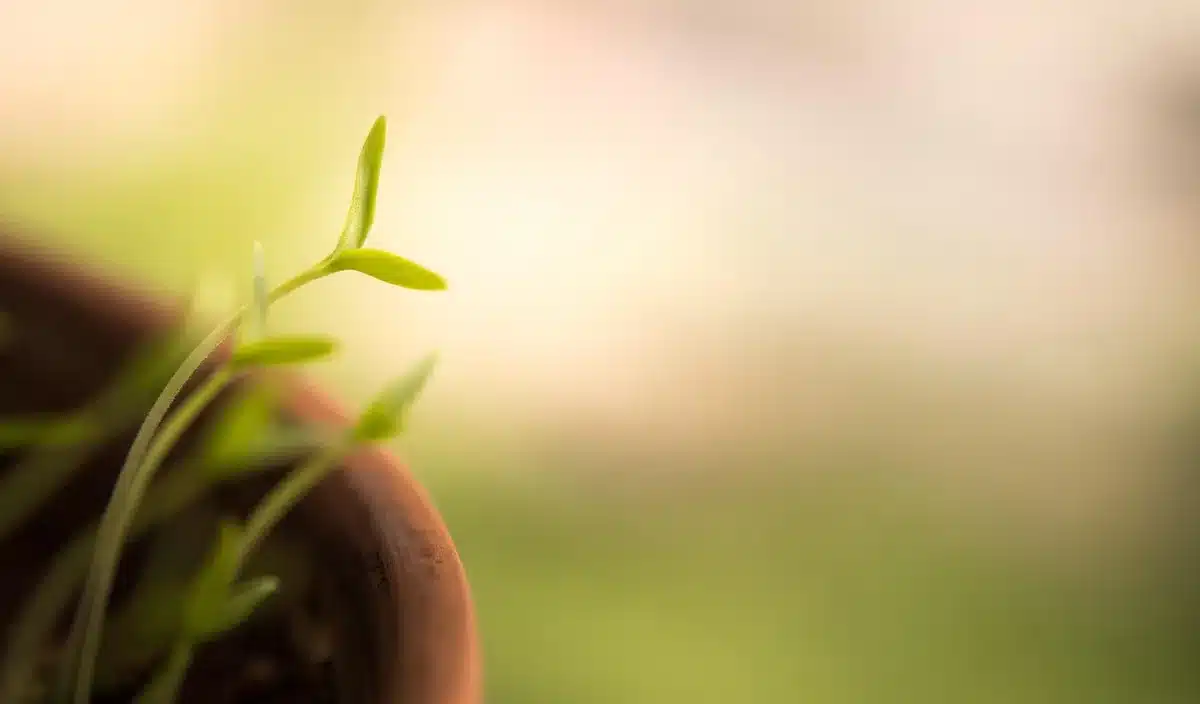 Jeune tulipier planté dans un grand jardin avec espace autour