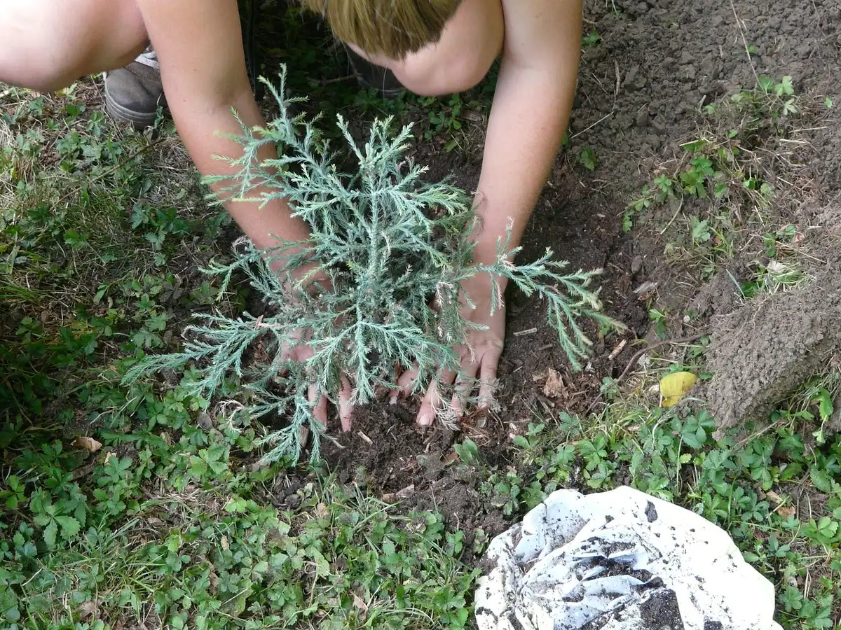 Trou de plantation large dans un sol préparé prêt à recevoir une motte